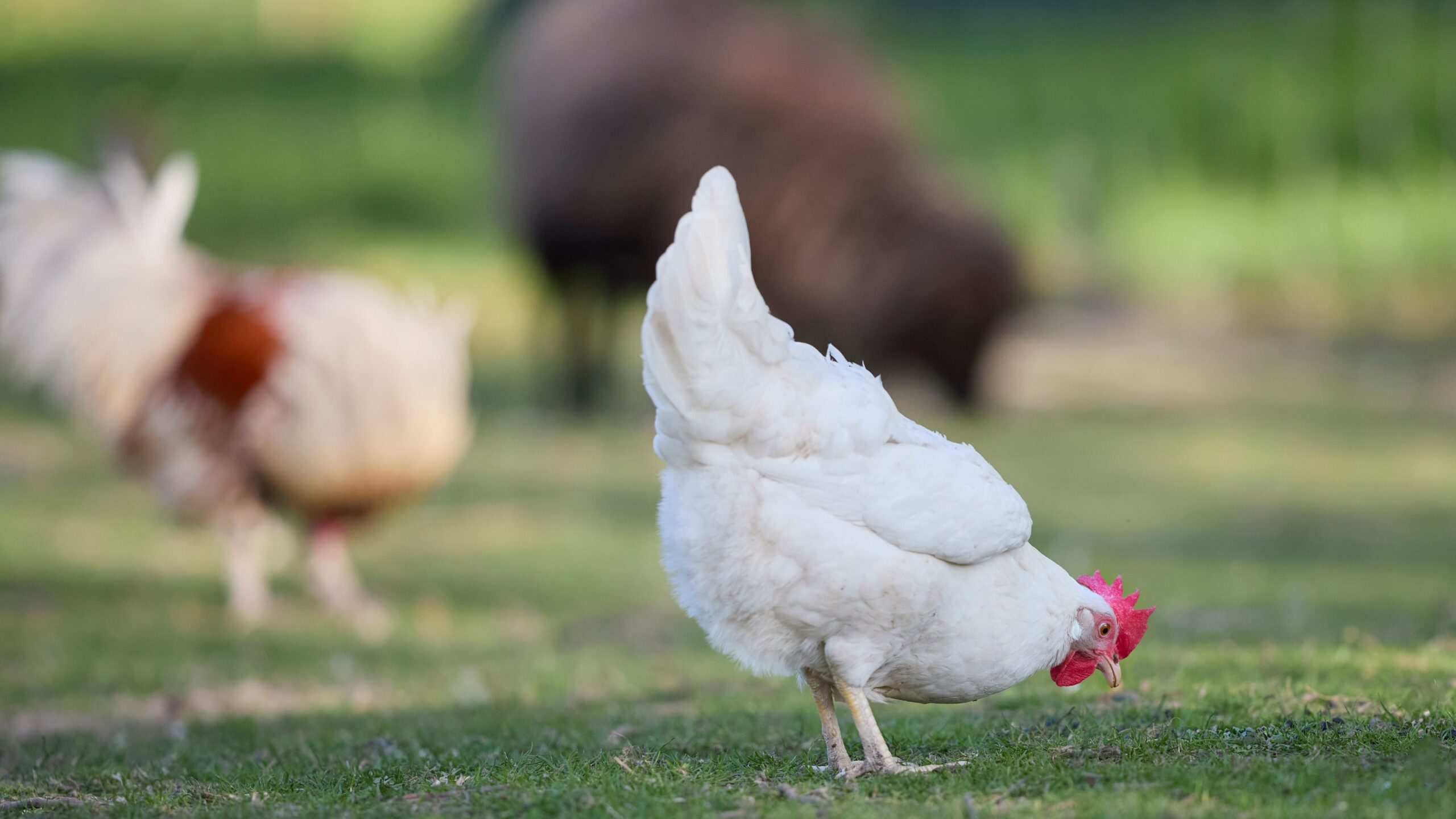 Œufs frais de poules élevées en plein air
