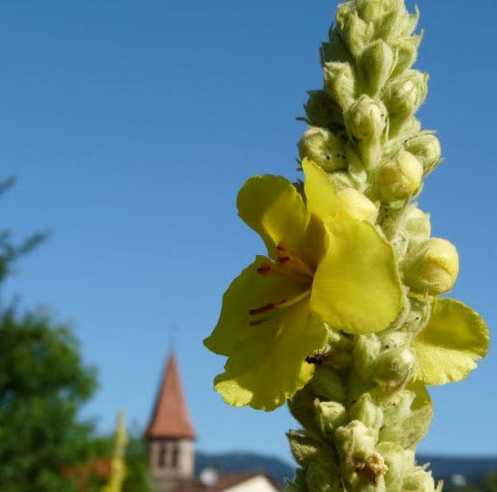 L’HERBIER DES MONTAGNES